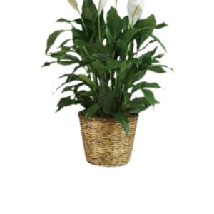 Spathiphyllum Elegance